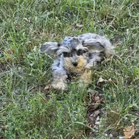 Merle M, a male Miniature Schnauzer for sale in Buffalo, MO – 4 of 5