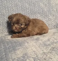 Rosalita F, a female Shih Tzu for sale in Buffalo, MO – 5 of 6