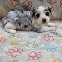 Izzy ice M4, a male Miniature Schnauzer for sale in Buffalo, MO – 8 of 10