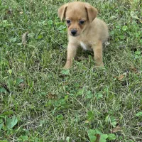 Harmony M1, a male Chorkie for sale in Buffalo, MO – 8 of 9