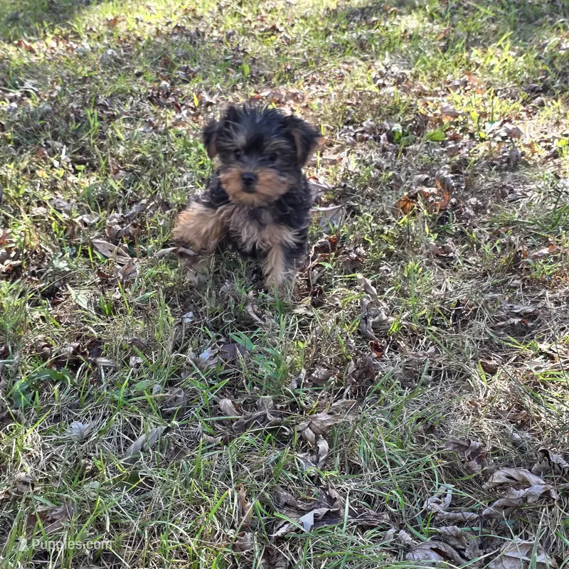 Sweetie F – Yorkshire Terrier puppy for sale in Buffalo, MO