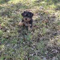 Sweetie F, a female Yorkshire Terrier for sale in Buffalo, MO – 1 of 7