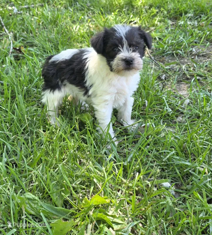 Windy F4 – Miniature Schnauzer puppy for sale in Buffalo, MO