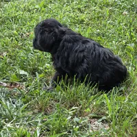 Black M, a male Miniature Schnauzer for sale in Buffalo, MO – 2 of 6