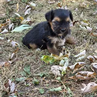 Penelope M, a male Yorkshire Terrier for sale in Buffalo, MO – 2 of 4