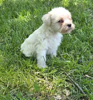 Windy F1, a female Miniature Schnauzer for sale in Buffalo, MO – 4 of 4