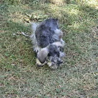 Mazie M, a male Miniature Schnauzer for sale in Buffalo, MO – 7 of 8