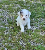 Yorkipoo M3, a male Yorkipoo for sale in Buffalo, MO – 7 of 8
