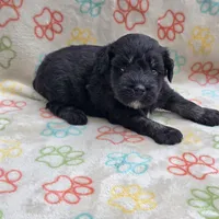 Black F, a female Miniature Schnauzer for sale in Buffalo, MO – 7 of 7