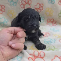 Black F, a female Miniature Schnauzer for sale in Buffalo, MO – 4 of 7