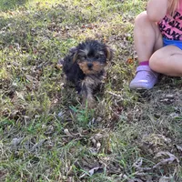 Sweetie F, a female Yorkshire Terrier for sale in Buffalo, MO – 6 of 7
