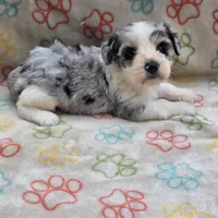 Izzy ice M4, a male Miniature Schnauzer for sale in Buffalo, MO – 10 of 10