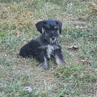 Beauty, a female Miniature Schnauzer for sale in Buffalo, MO – 4 of 10