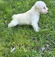 Windy M2, a male Miniature Schnauzer for sale in Buffalo, MO – 4 of 5