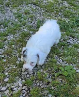 Yorkipoo M3, a male Yorkipoo for sale in Buffalo, MO – 8 of 8