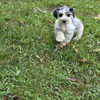 Merle M, a male Miniature Schnauzer for sale in Buffalo, MO – 3 of 9