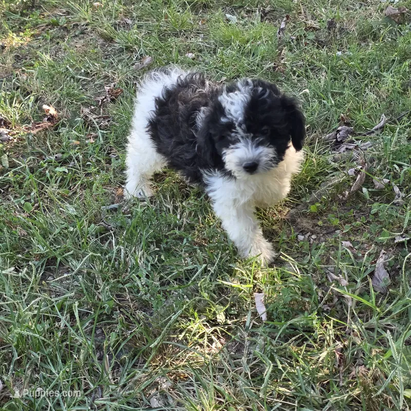 Autumn F2 – Schnoodle puppy for sale in Buffalo, MO