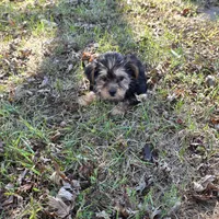 Sweetie M, a male Yorkshire Terrier for sale in Buffalo, MO – 5 of 7