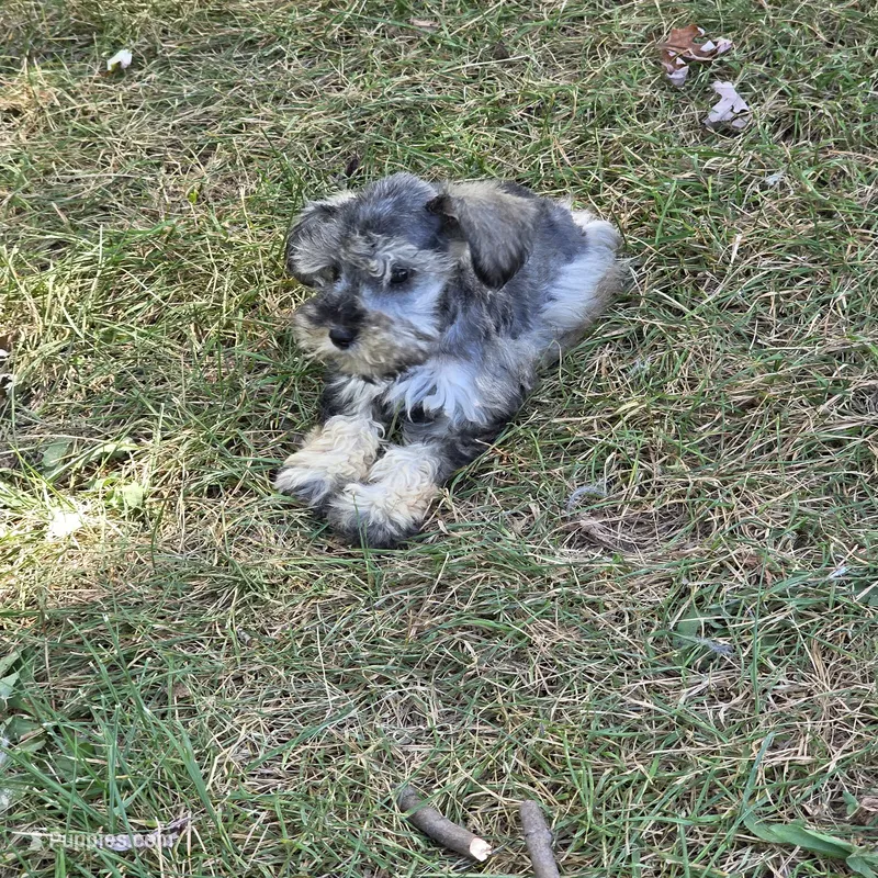 Mazie M – Miniature Schnauzer puppy for sale in Buffalo, MO