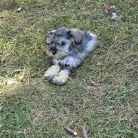 Mazie M, a male Miniature Schnauzer for sale in Buffalo, MO – 1 of 8