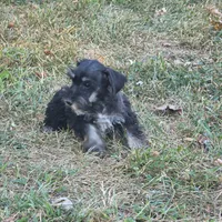 Beauty, a female Miniature Schnauzer for sale in Buffalo, MO – 6 of 10