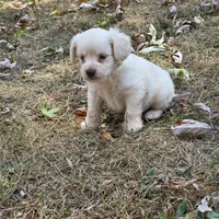 Morkipoo M1, a male Morkie for sale in Buffalo, MO – 5 of 5