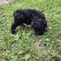 Autumn F1, a female Schnoodle for sale in Buffalo, MO – 5 of 6