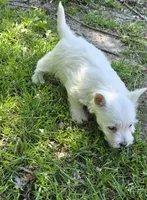 Little guy, a male West Highland White Terrier for sale in Buffalo, MO – 3 of 4
