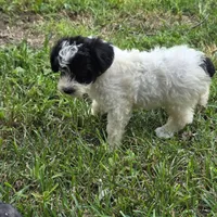 Autumn F4, a female Schnoodle for sale in Buffalo, MO – 5 of 6