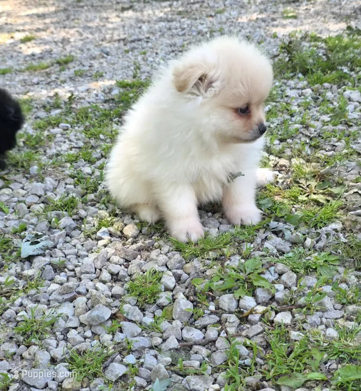 Attina M1 – Pomeranian puppy for sale in Buffalo, MO