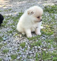 Attina M1, a male Pomeranian for sale in Buffalo, MO – 1 of 5
