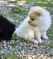 Attina M1, a male Pomeranian for sale in Buffalo, MO – 5 of 5