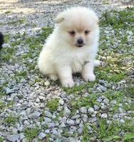 Attina M1, a male Pomeranian for sale in Buffalo, MO – 3 of 5