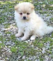 Attina M1, a male Pomeranian for sale in Buffalo, MO – 2 of 5