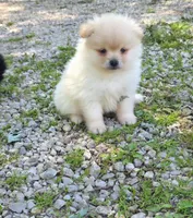 Attina M1, a male Pomeranian for sale in Buffalo, MO – 4 of 5