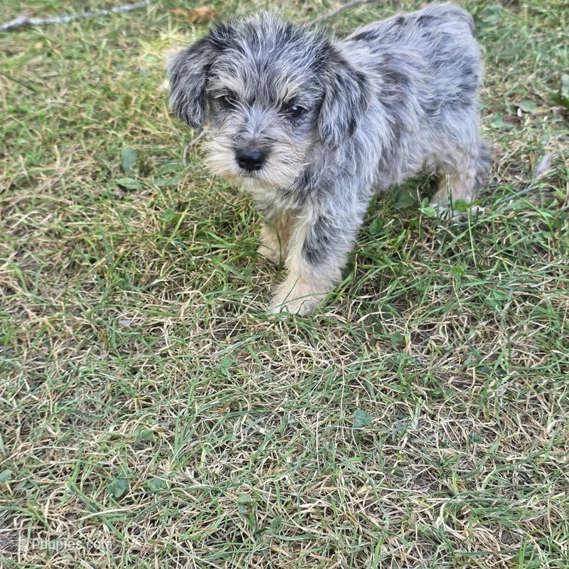Merle F – Miniature Schnauzer puppy for sale in Buffalo, MO