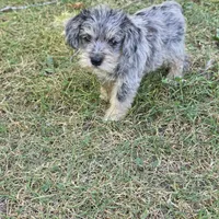 Merle F, a female Miniature Schnauzer for sale in Buffalo, MO – 1 of 5