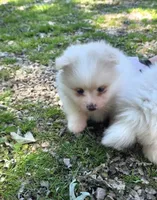 Attina F2, a female Pomeranian for sale in Buffalo, MO – 1 of 10