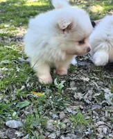 Attina F2, a female Pomeranian for sale in Buffalo, MO – 2 of 10