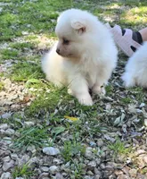 Attina F2, a female Pomeranian for sale in Buffalo, MO – 4 of 10