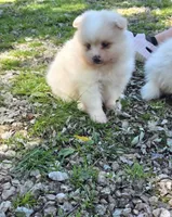 Attina F2, a female Pomeranian for sale in Buffalo, MO – 5 of 10