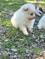Attina F2, a female Pomeranian for sale in Buffalo, MO – 7 of 10