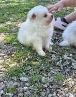 Attina F2, a female Pomeranian for sale in Buffalo, MO – 3 of 10
