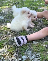 Attina F2, a female Pomeranian for sale in Buffalo, MO – 8 of 10