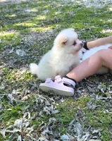 Attina F2, a female Pomeranian for sale in Buffalo, MO – 6 of 10