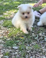 Attina F2, a female Pomeranian for sale in Buffalo, MO – 9 of 10