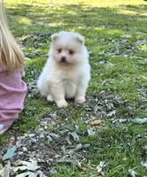 Attina F2, a female Pomeranian for sale in Buffalo, MO – 10 of 10