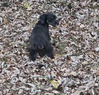 Beauty, a female Miniature Schnauzer for sale in Buffalo, MO – 2 of 3