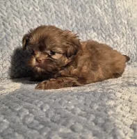 Rosalita F, a female Shih Tzu for sale in Buffalo, MO – 4 of 6