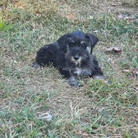Beauty, a female Miniature Schnauzer for sale in Buffalo, MO – 7 of 10